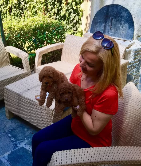 tüy Dokmez Koku Yapmaz Mukemmel Toy Poodle Yavrularımız