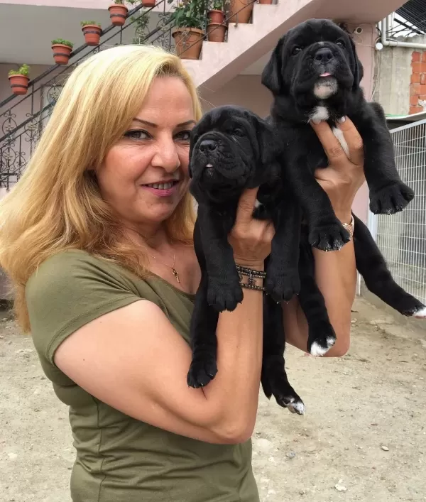 Koca Kafa Muhteşem Cane Corso Yavrularımız