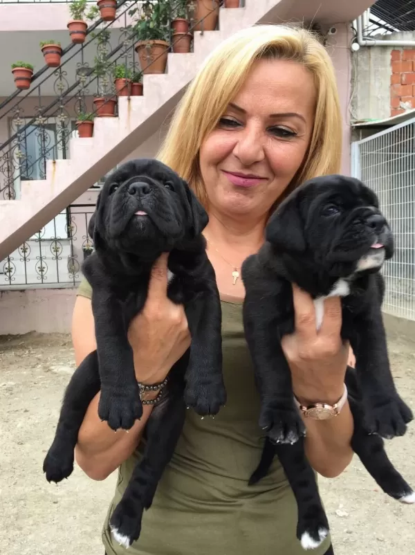 Koca Kafa Muhteşem Cane Corso Yavrularımız