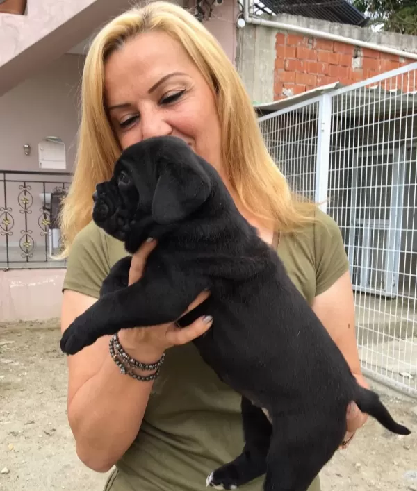 Koca Kafa Muhteşem Cane Corso Yavrularımız