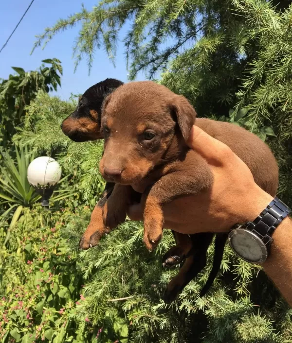 Mukemmel King Doberman Yavrularımız