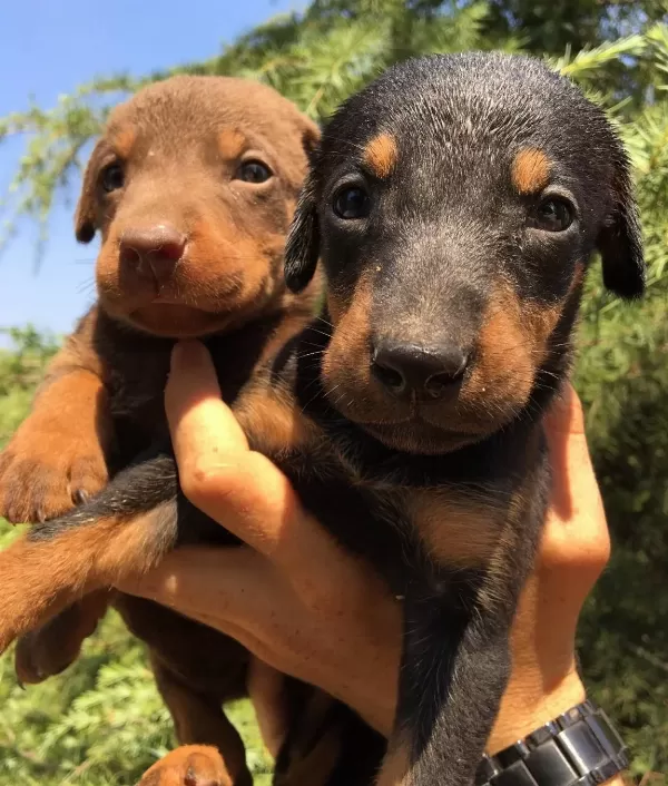 Mukemmel King Doberman Yavrularımız