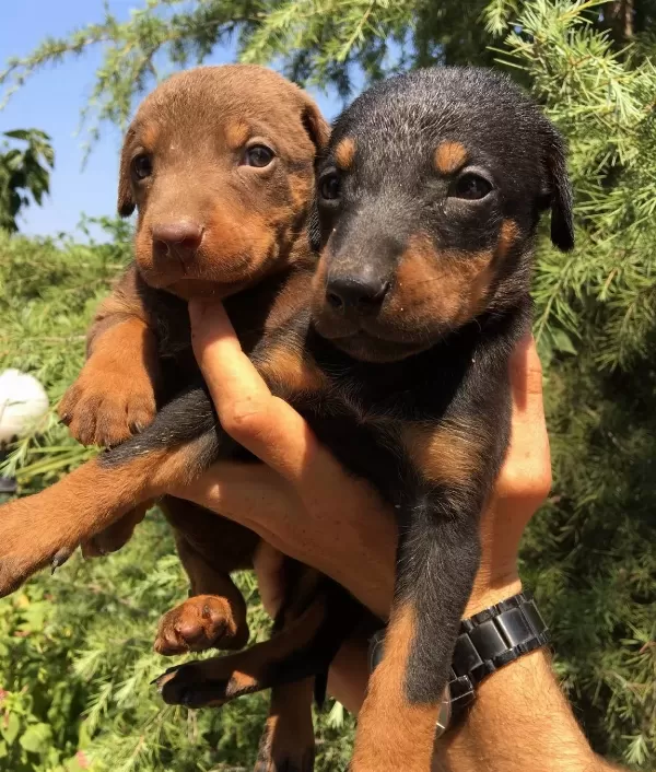 Mukemmel King Doberman Yavrularımız
