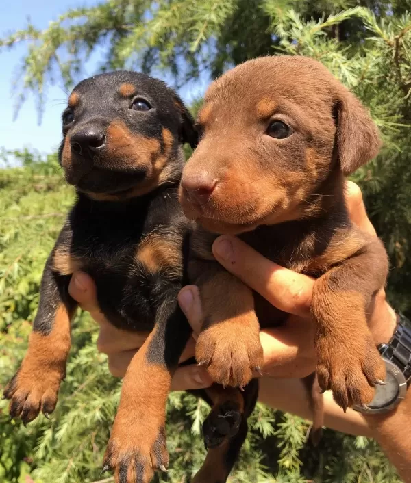 Mukemmel King Doberman Yavrularımız