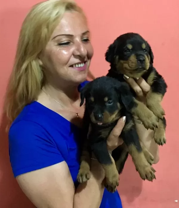 Muhteşem Koca Kafa Rotweiller Yavrularımız
