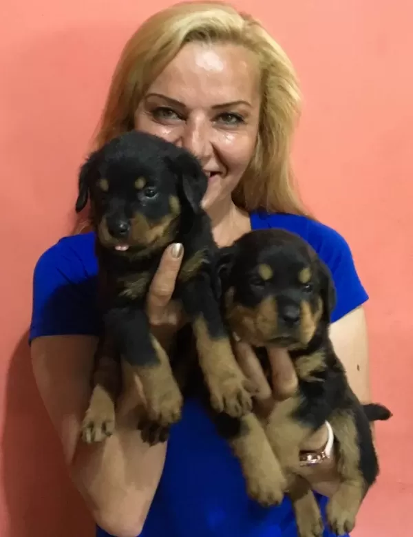 Muhteşem Koca Kafa Rotweiller Yavrularımız