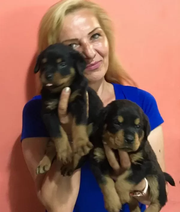 Muhteşem Koca Kafa Rotweiller Yavrularımız