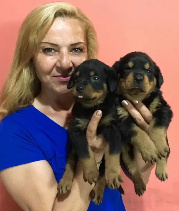 Muhteşem Koca Kafa Rotweiller Yavrularımız