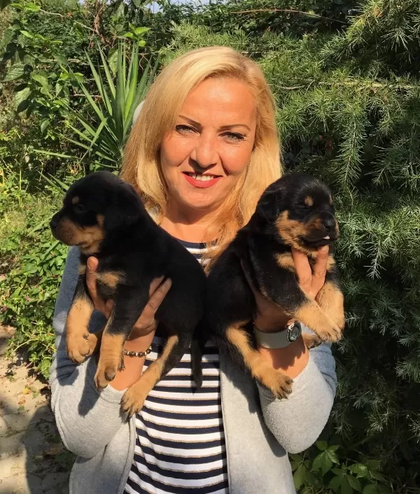 Koca Kafa Muhteşem Rottweiler Yavrularımız