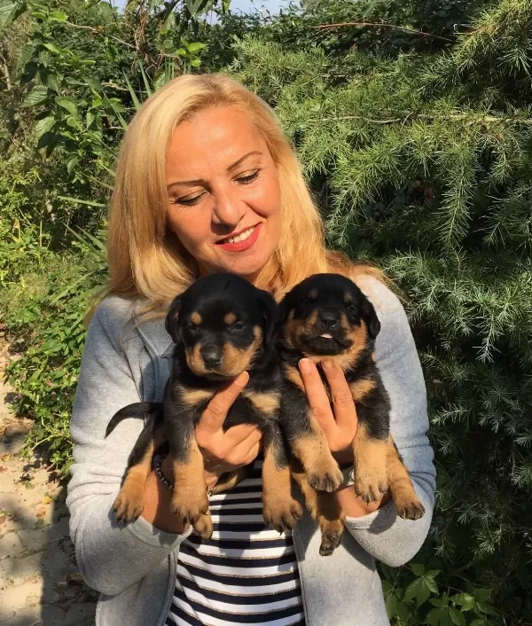 Koca Kafa Muhteşem Rottweiler Yavrularımız