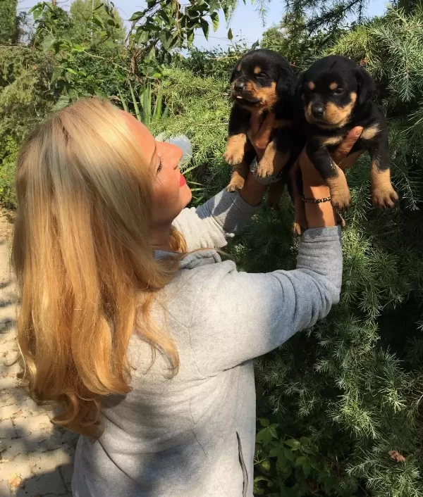 Koca Kafa Muhteşem Rottweiler Yavrularımız