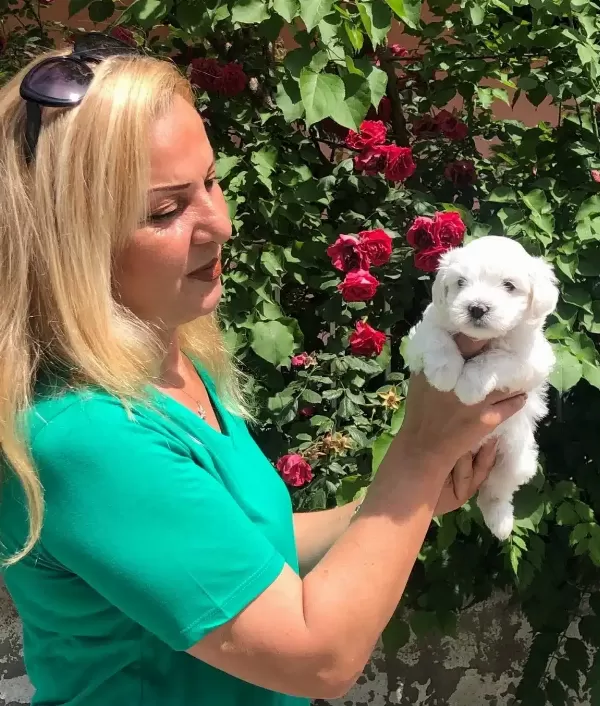 Pamuk Gibi Harika Maltese Terrier Yavrularımız