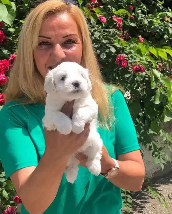 Pamuk Gibi Harika Maltese Terrier Yavrularımız