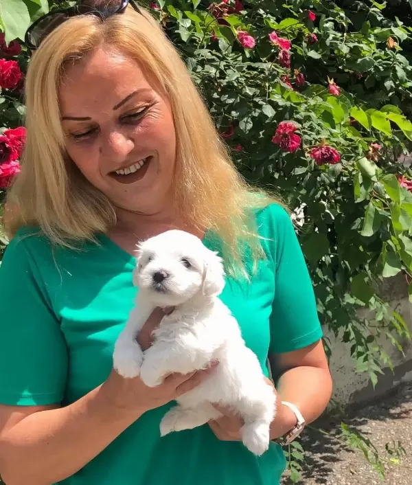 Pamuk Gibi Harika Maltese Terrier Yavrularımız