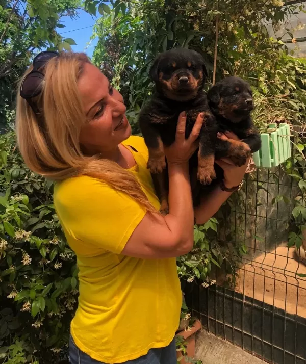 Macar Koca Kafa Muhteşem Rottweiler Yavrularımız