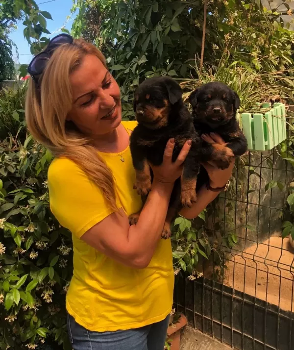 Macar Koca Kafa Muhteşem Rottweiler Yavrularımız