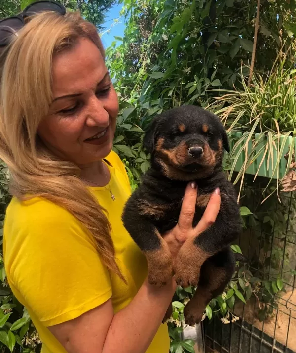 Macar Koca Kafa Muhteşem Rottweiler Yavrularımız