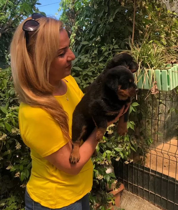 Macar Koca Kafa Muhteşem Rottweiler Yavrularımız