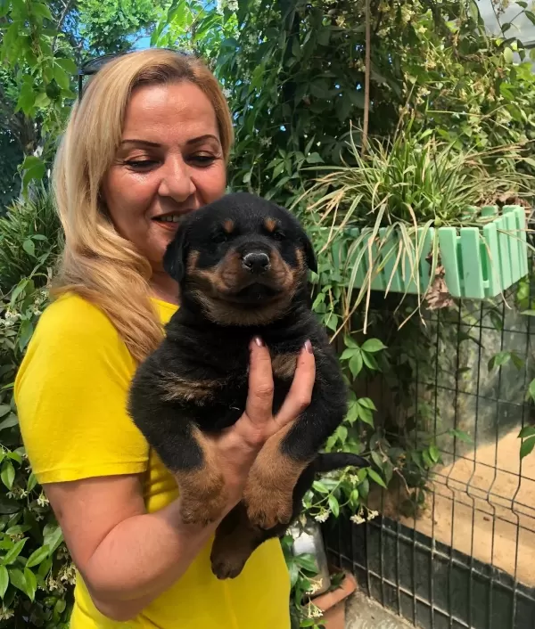 Macar Koca Kafa Muhteşem Rottweiler Yavrularımız