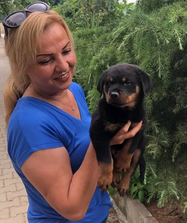 Muhteşem Koca Kafa Rottweiler Yavrularımız