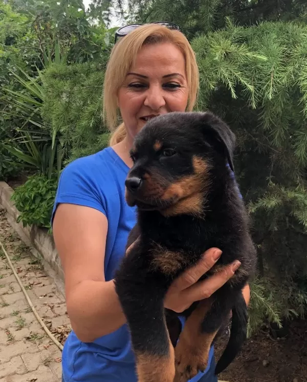 Muhteşem Koca Kafa Rottweiler Yavrularımız
