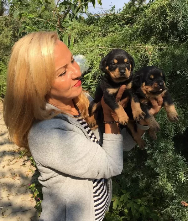 Koca Kafa Muhteşem Rottweiler Yavrularımız