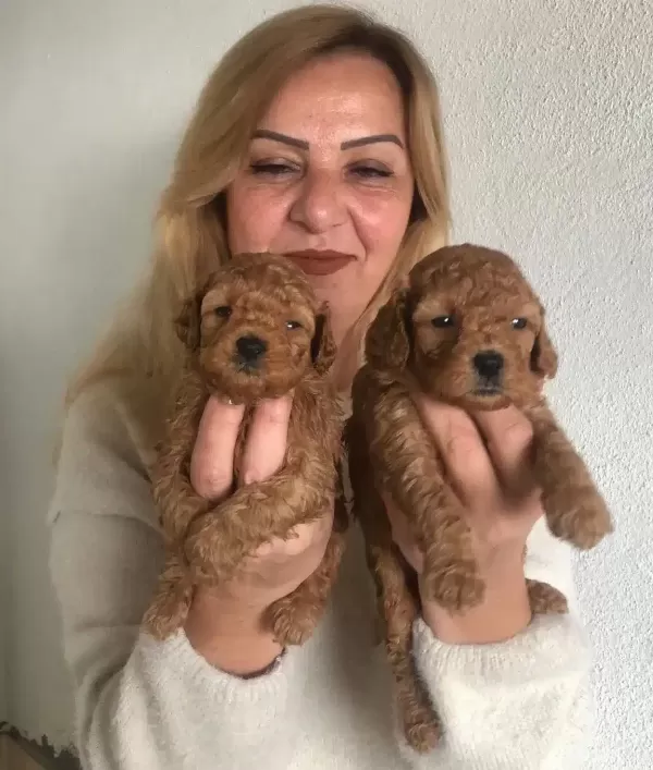 Mukemmel Toy Poodle Yavrularımız