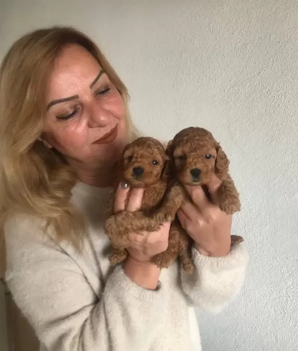 Mukemmel Toy Poodle Yavrularımız