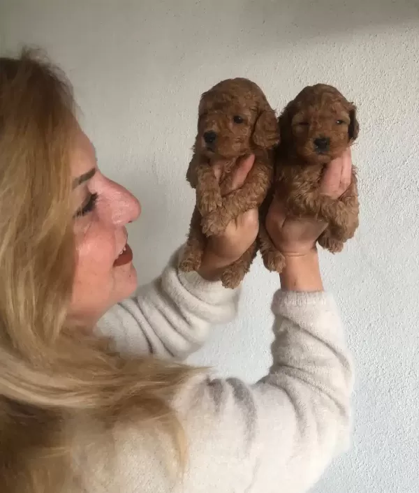 Mukemmel Toy Poodle Yavrularımız