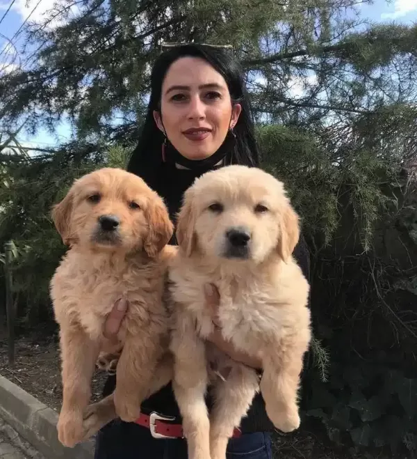 Golden Yavrularım Sağlık Ve Irk Garantilidir