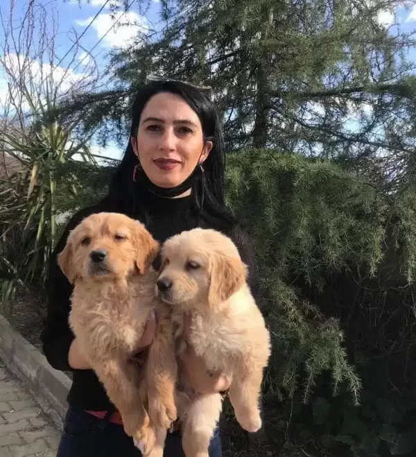 Golden Yavrularım Sağlık Ve Irk Garantilidir
