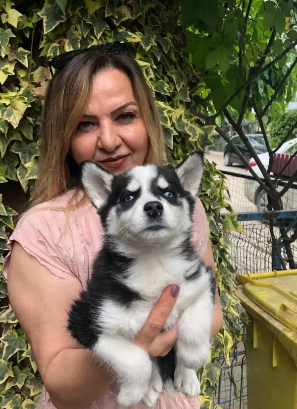 Maskeli Muhteşem Sibirya Husky Yavrularımız