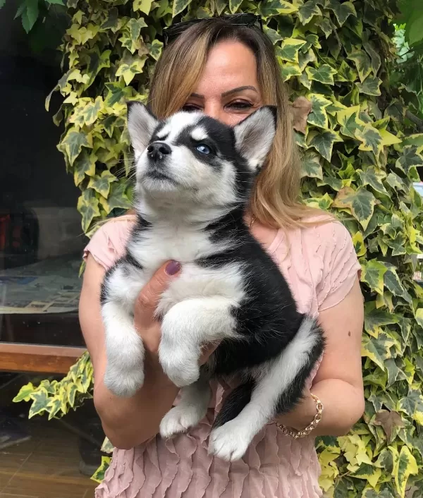 Maskeli Muhteşem Sibirya Husky Yavrularımız