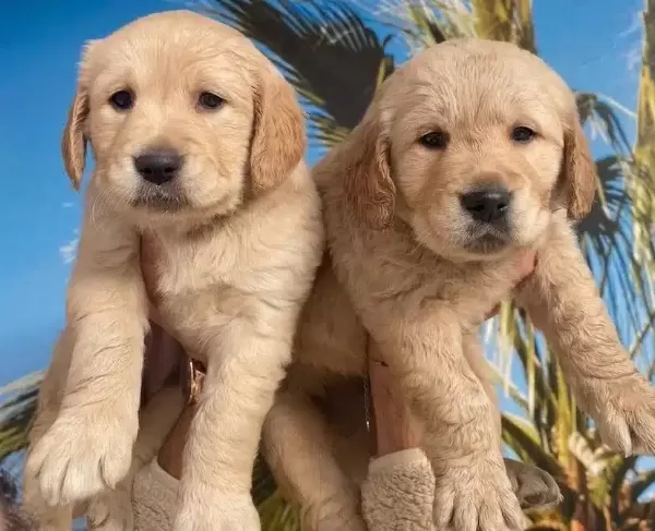 Golden Retriever Bebekler