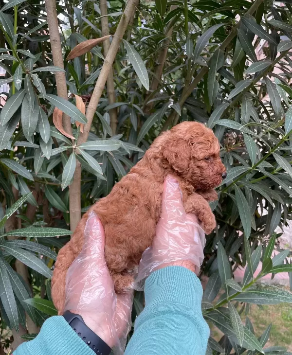 Red Brown Irk Garantili Poodle Bebeklerimiz