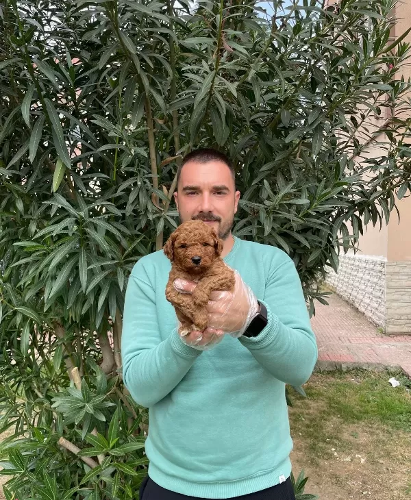 Red Brown Irk Garantili Poodle Bebeklerimiz