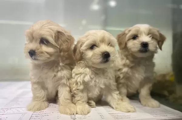 Safkan Maltipoo Yavruları