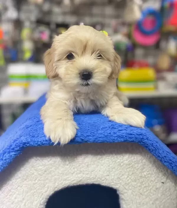 Safkan Maltipoo Yavruları