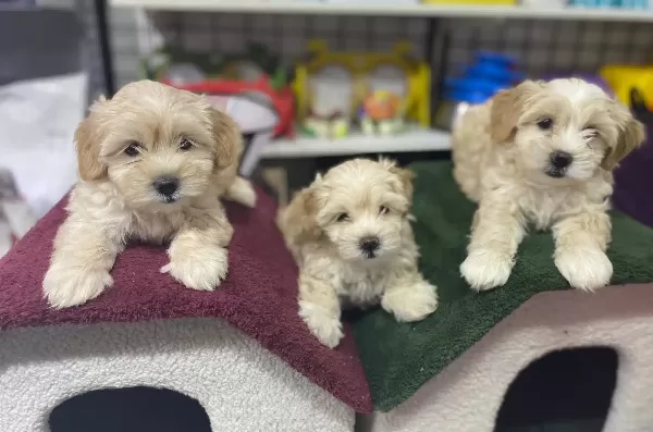 Safkan Maltipoo Yavruları