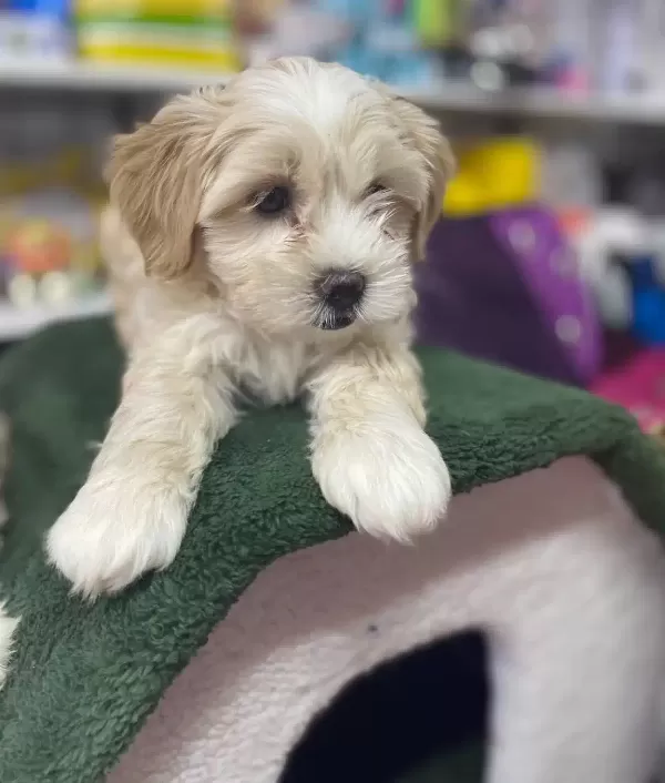 Safkan Maltipoo Yavruları