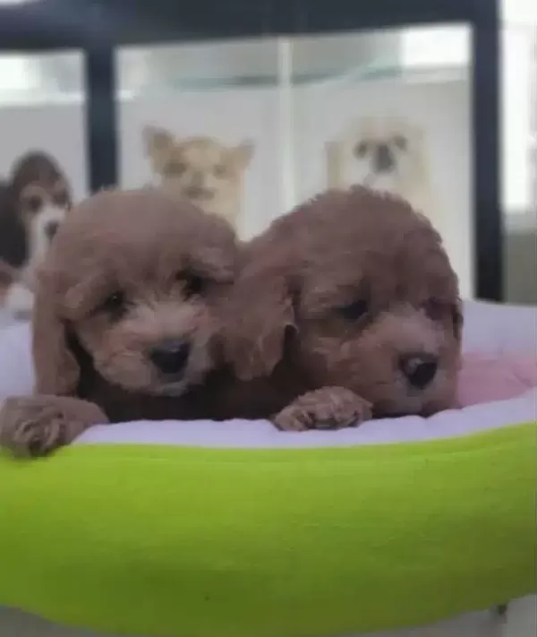 Safkan Maltipoo Yavrular