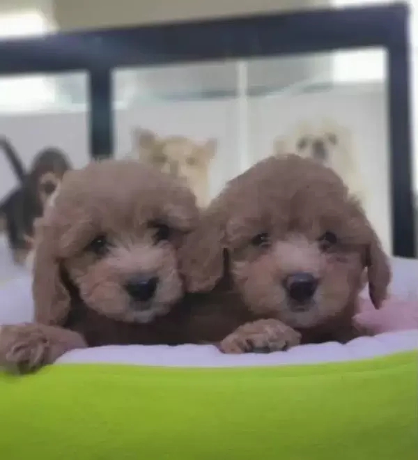 Safkan Maltipoo Yavrular