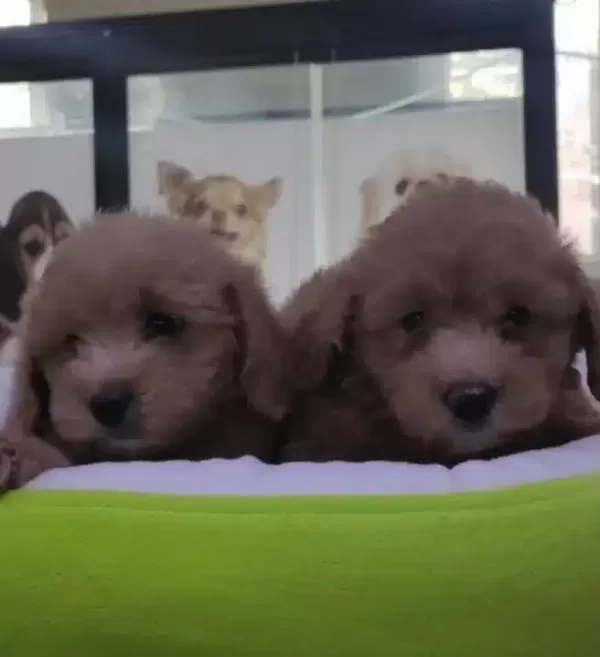 Safkan Maltipoo Yavrular