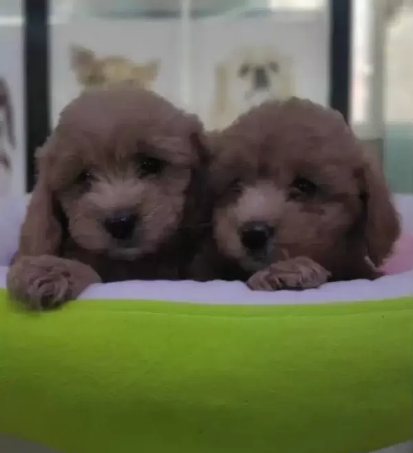 Safkan Maltipoo Yavrular