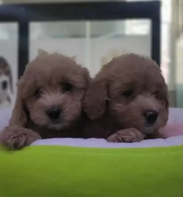 Safkan Maltipoo Yavrular