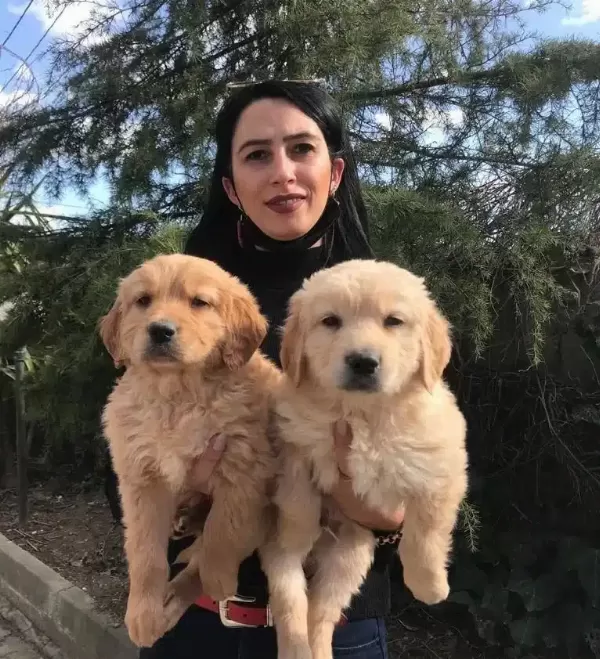 Golden Yavrularım Sağlık Ve Irk Garantilidir