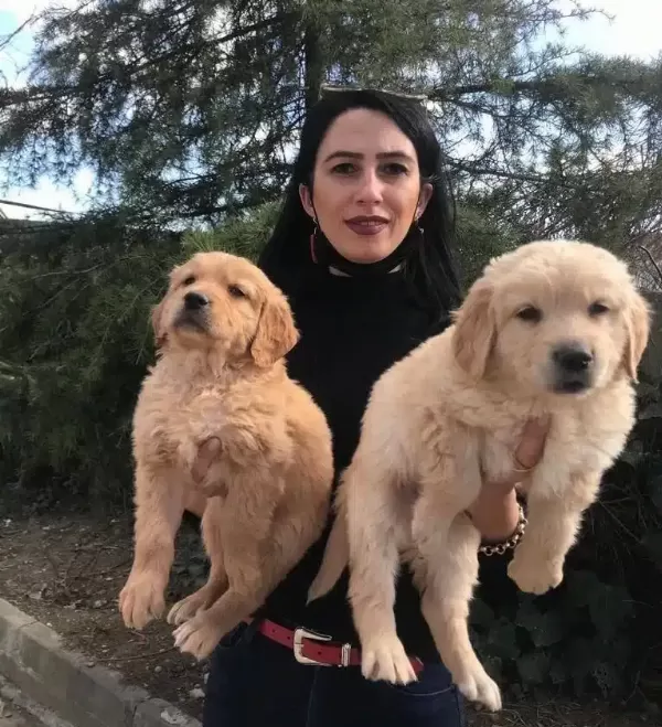 Golden Yavrularım Sağlık Ve Irk Garantilidir