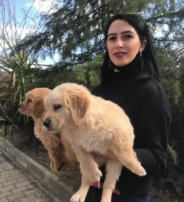 Golden Yavrularım Sağlık Ve Irk Garantilidir