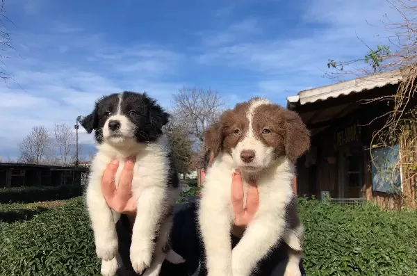 Border Collie Yavrularımız