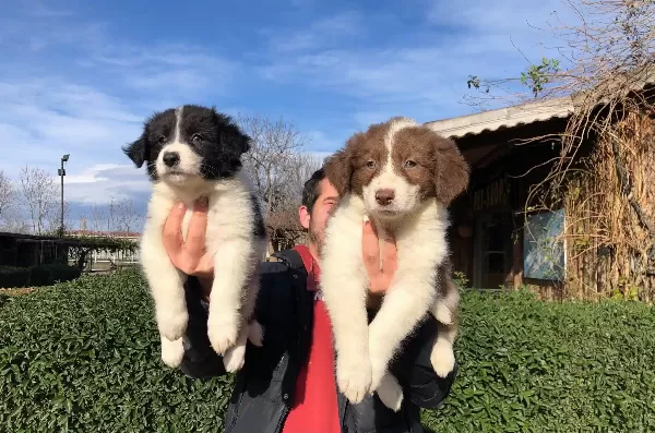 Border Collie Yavrularımız
